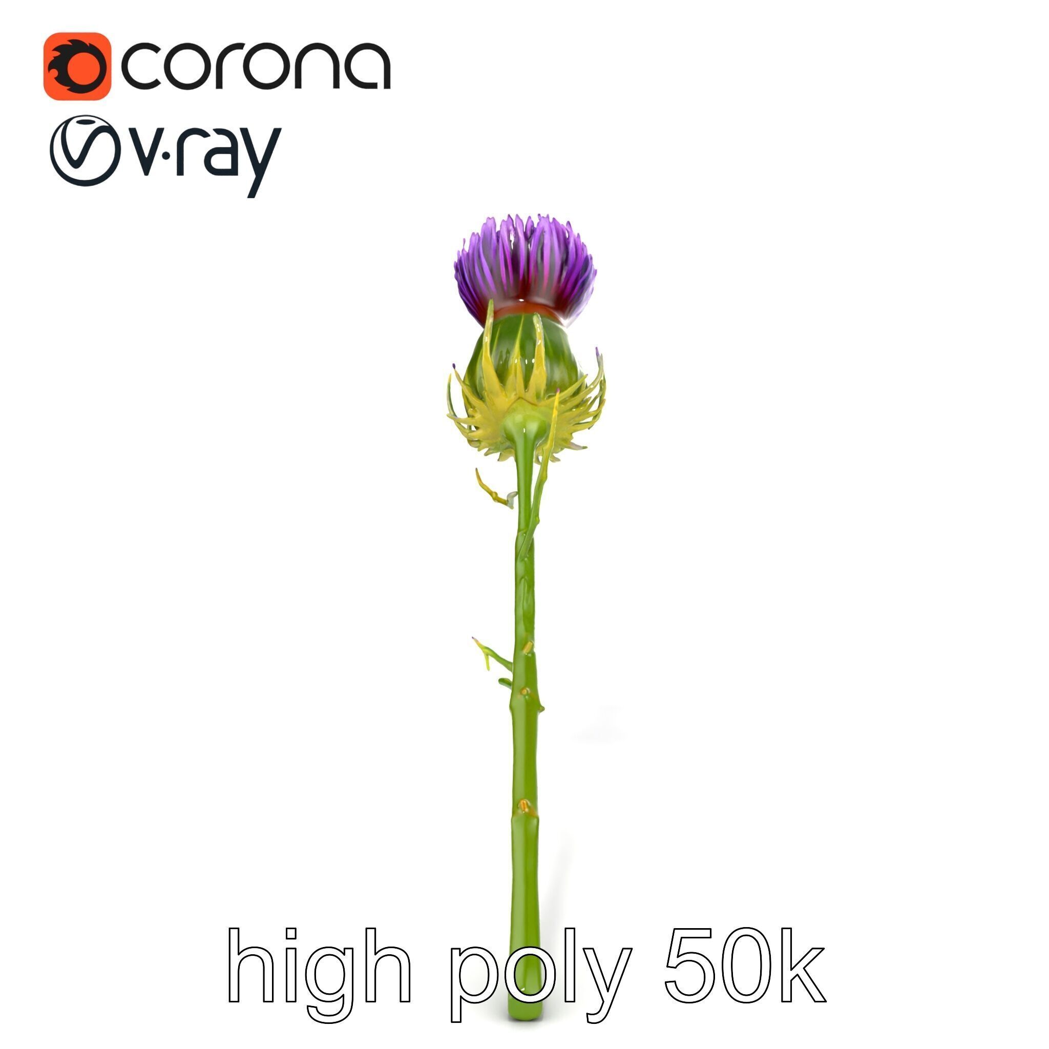 Thistle Flower Intricate Detail model pack Low-poly 3D model_12