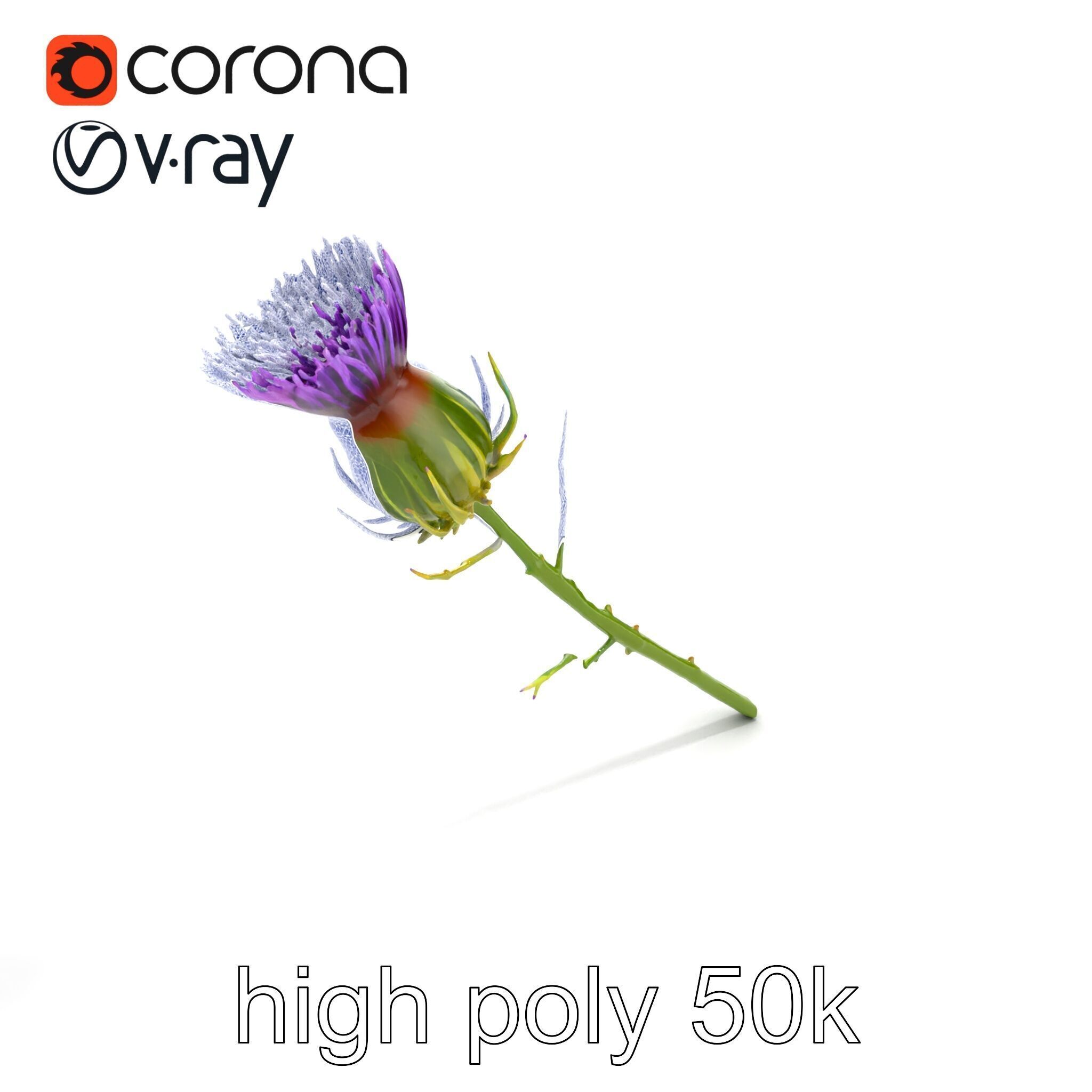 Thistle Flower Intricate Detail model pack Low-poly 3D model_18