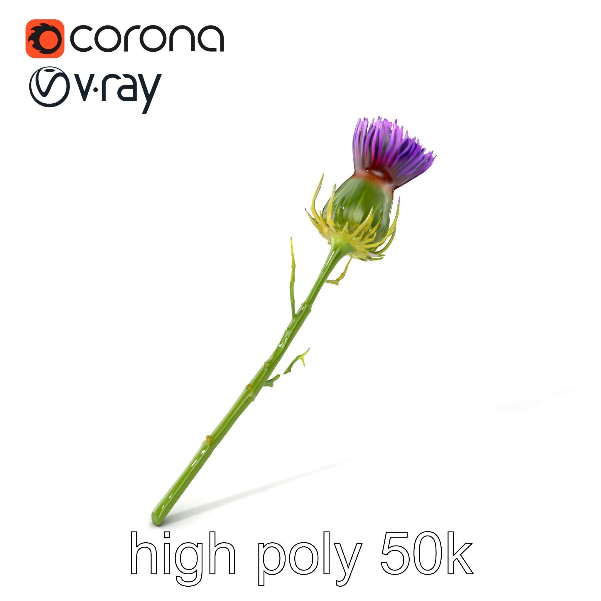 Thistle Flower Intricate Detail model pack Low-poly 3D model_2