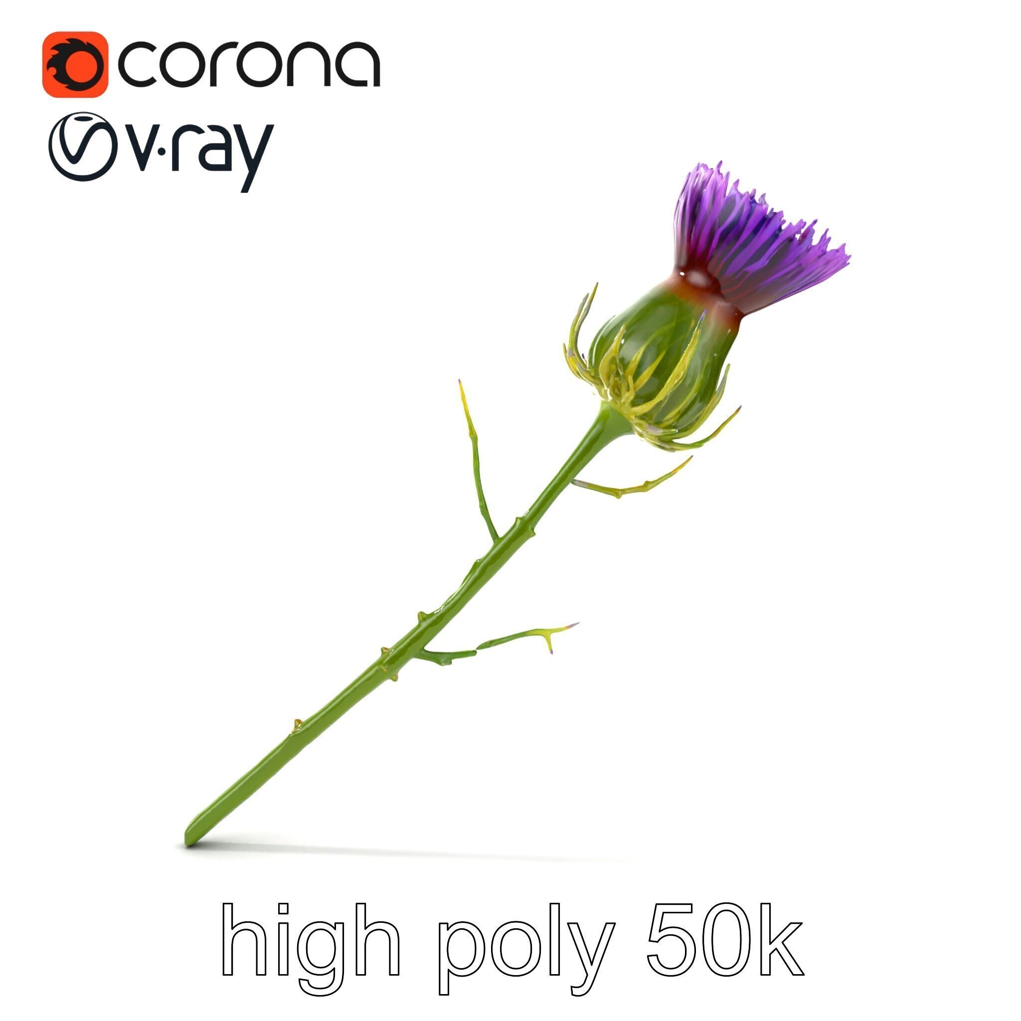 Thistle Flower Intricate Detail model pack Low-poly 3D model_15