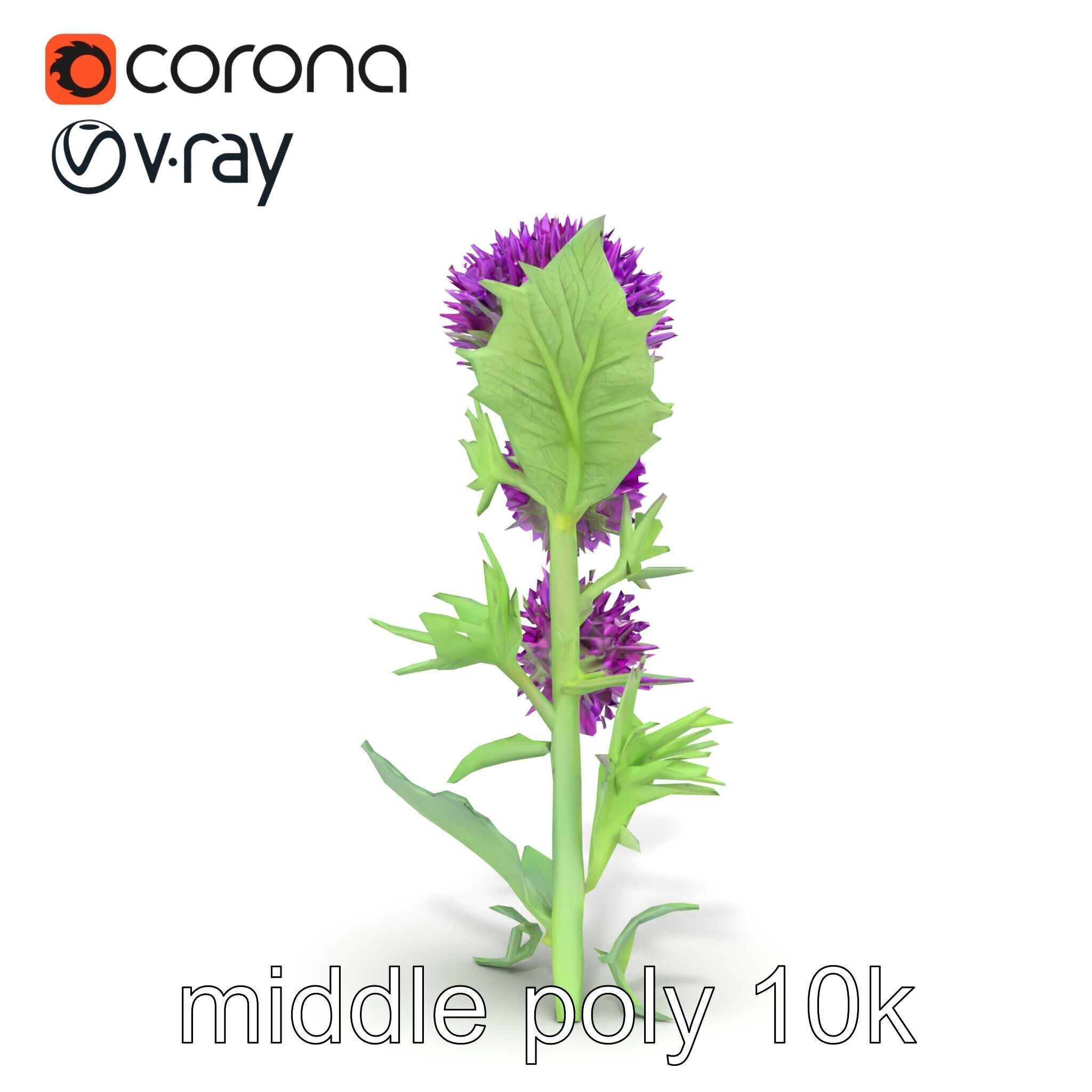 Cirsium Vulgare Flower model pack with Spiny Leaves Low-poly 3D model_24