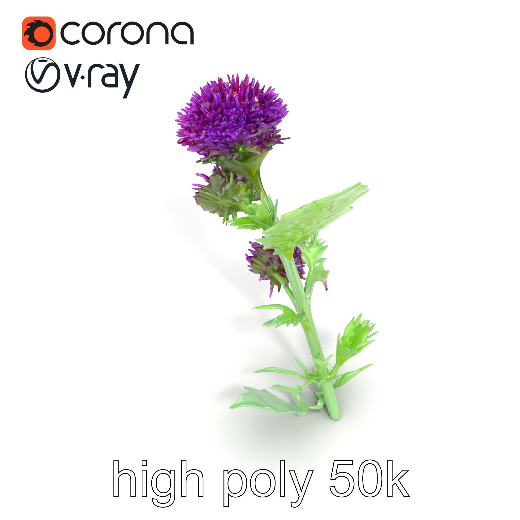 Cirsium Vulgare Flower model pack with Spiny Leaves Low-poly 3D model_21