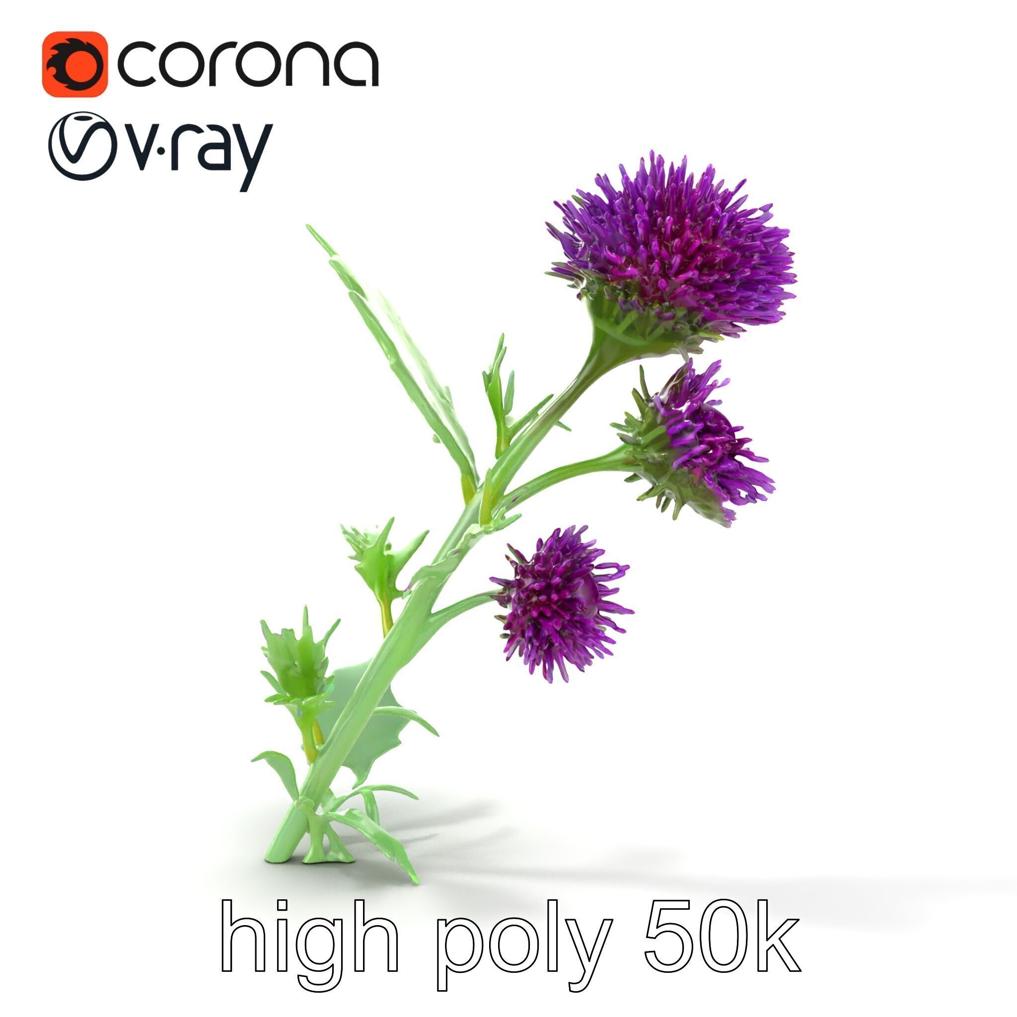 Cirsium Vulgare Flower model pack with Spiny Leaves Low-poly 3D model_20