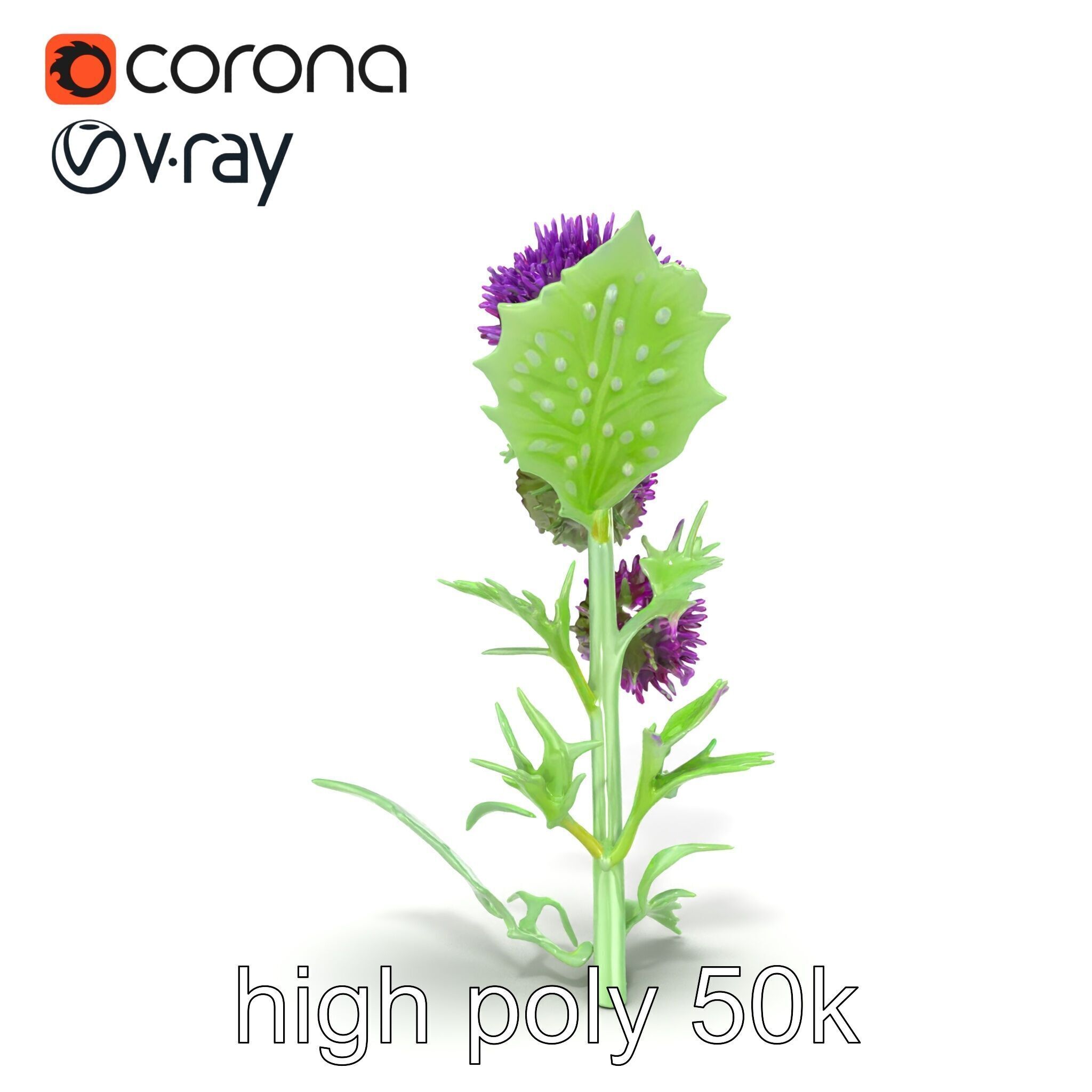 Cirsium Vulgare Flower model pack with Spiny Leaves Low-poly 3D model_31