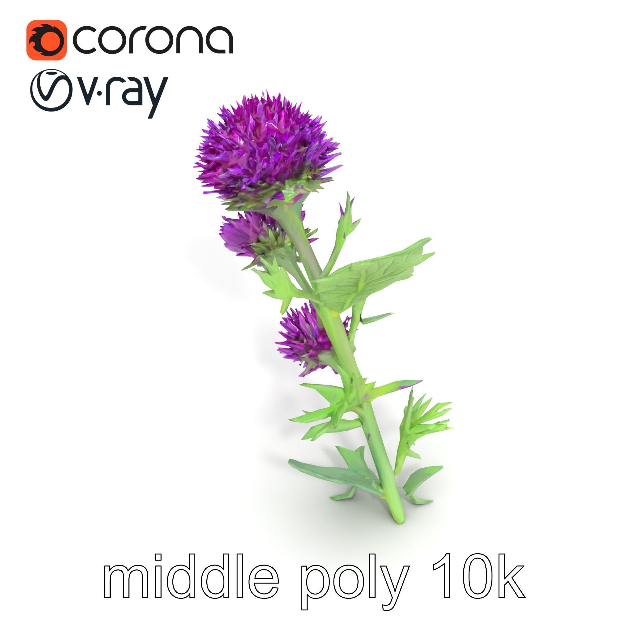 Cirsium Vulgare Flower model pack with Spiny Leaves Low-poly 3D model_27