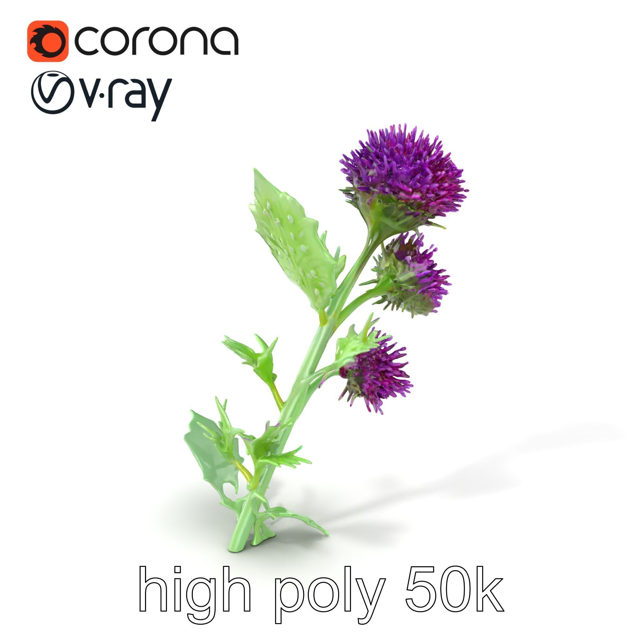 Cirsium Vulgare Flower model pack with Spiny Leaves Low-poly 3D model_2