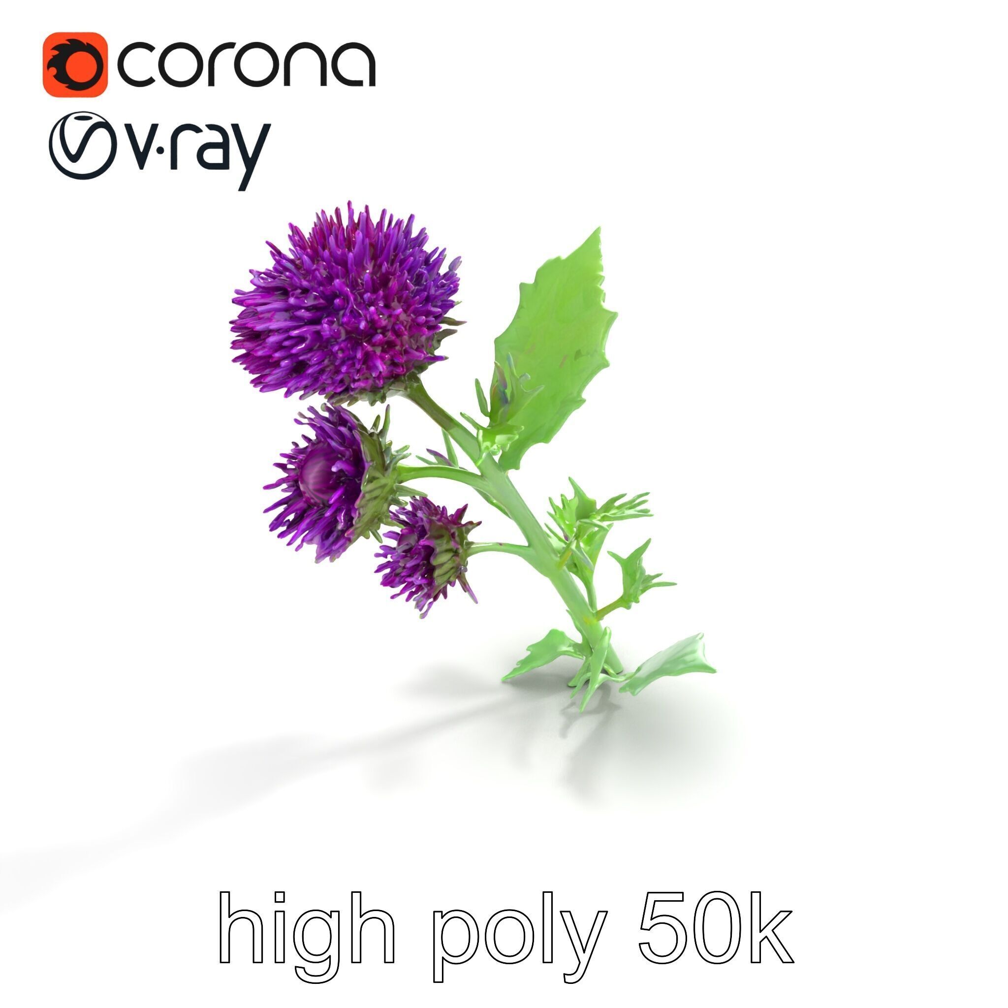 Cirsium Vulgare Flower model pack with Spiny Leaves Low-poly 3D model_22