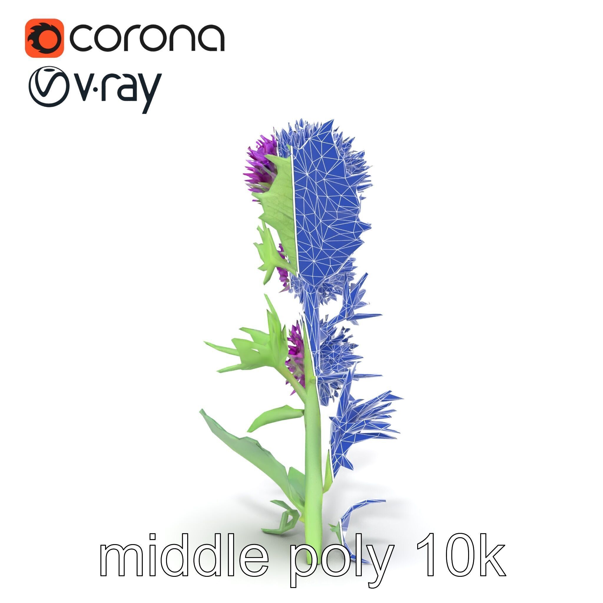 Cirsium Vulgare Flower model pack with Spiny Leaves Low-poly 3D model_23