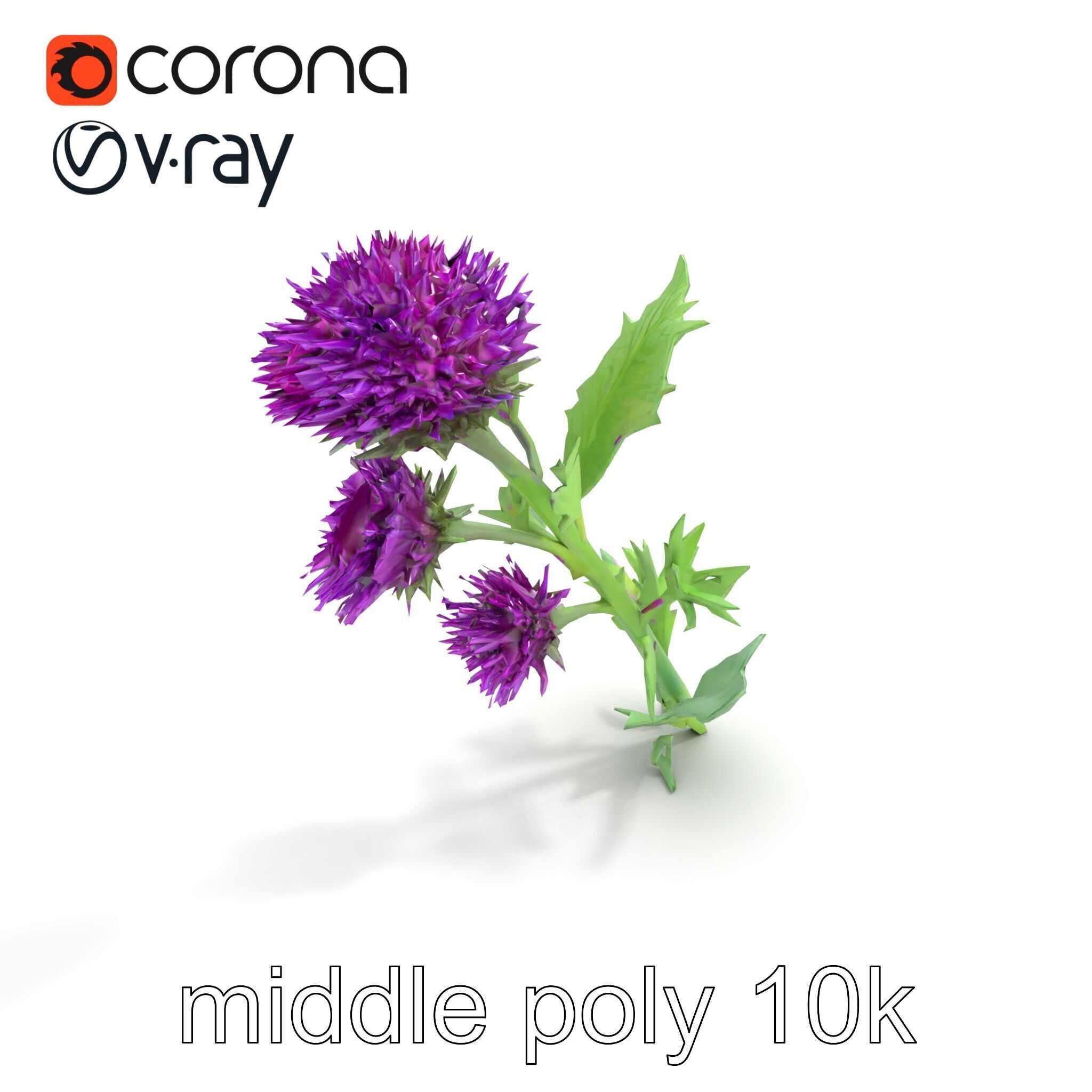 Cirsium Vulgare Flower model pack with Spiny Leaves Low-poly 3D model_8