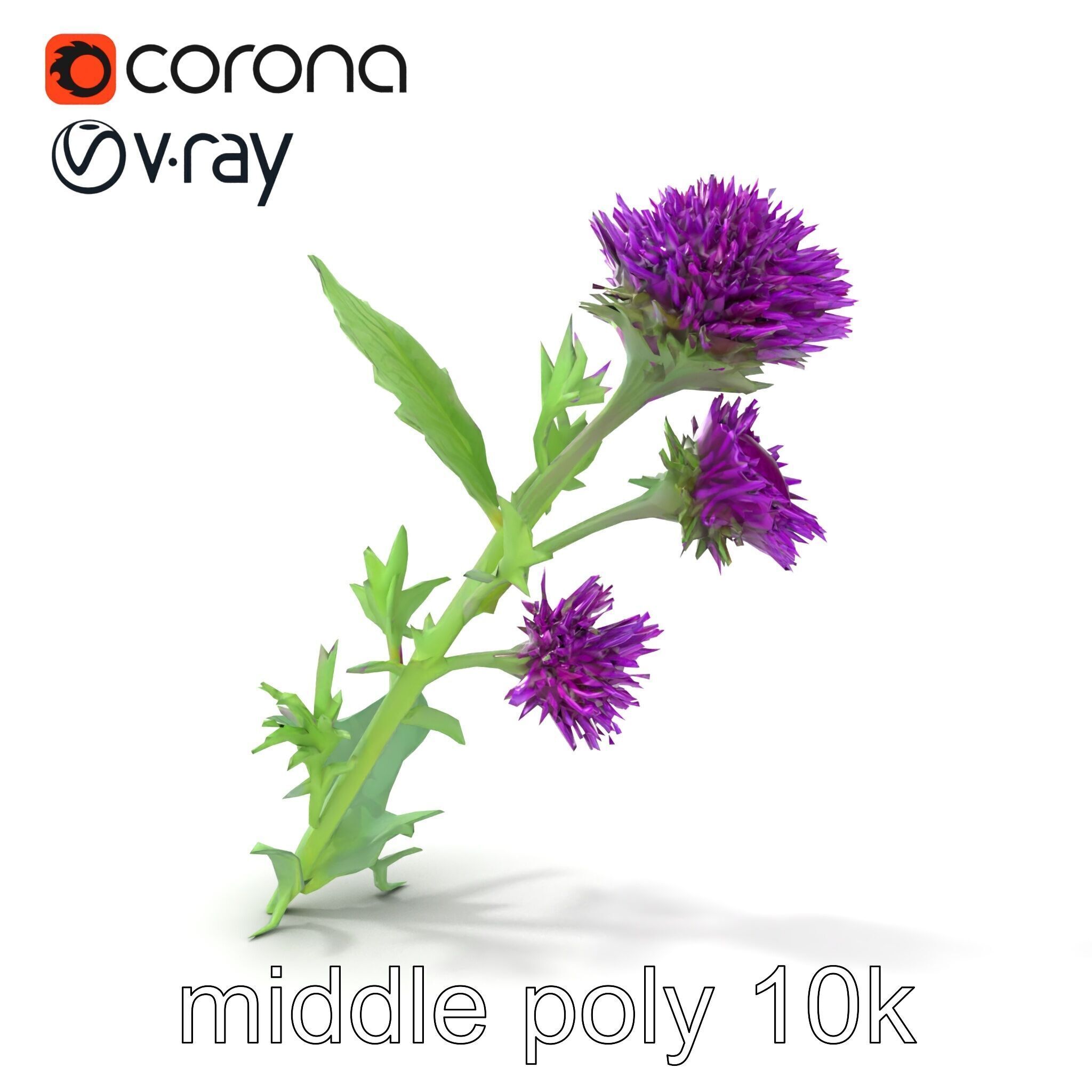 Cirsium Vulgare Flower model pack with Spiny Leaves Low-poly 3D model_14