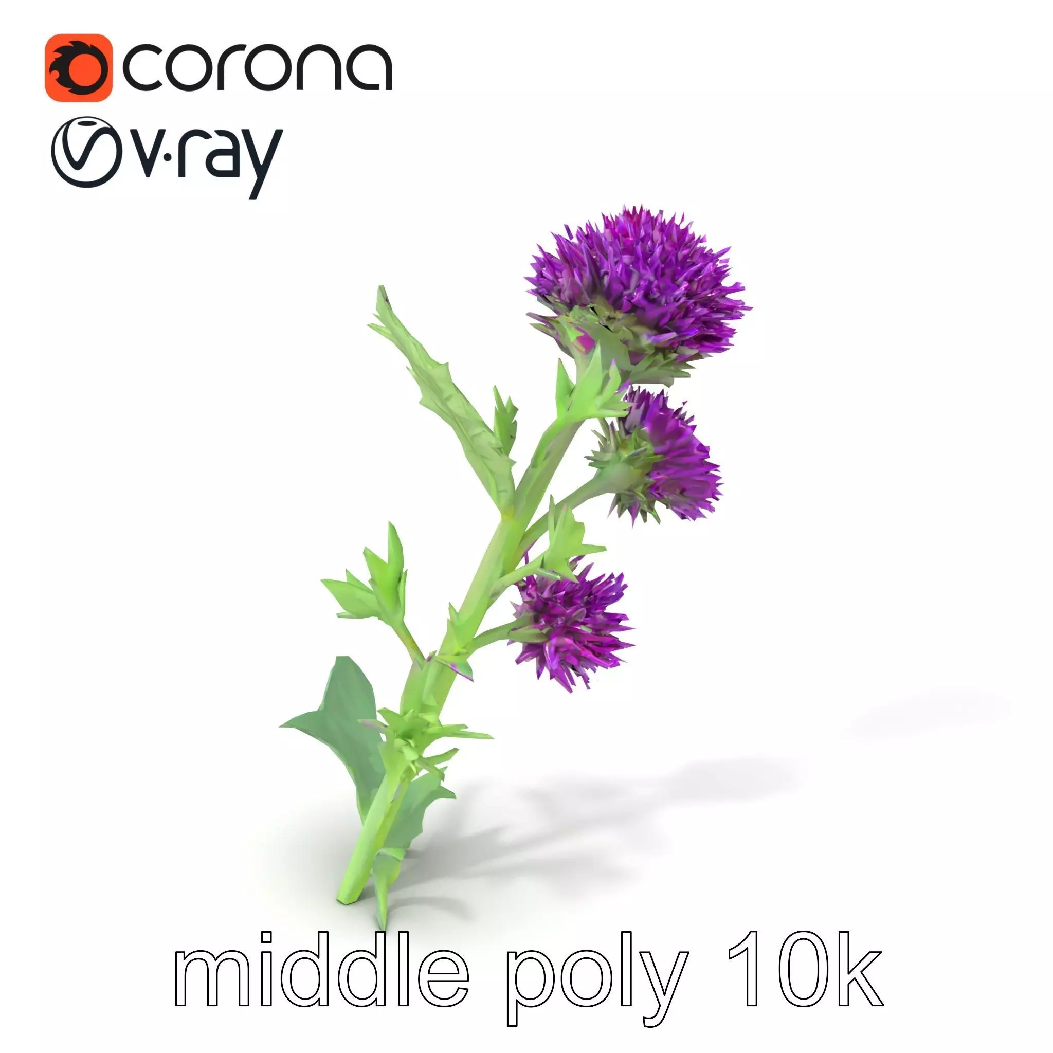 Cirsium Vulgare Flower model pack with Spiny Leaves Low-poly 3D model_0