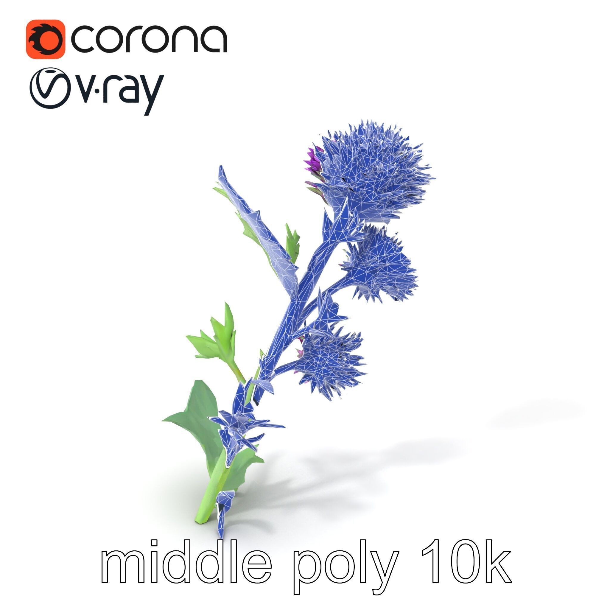Cirsium Vulgare Flower model pack with Spiny Leaves Low-poly 3D model_6