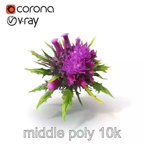 Onopordum Acanthium Floral Detail Model Pack Low-poly 3D model