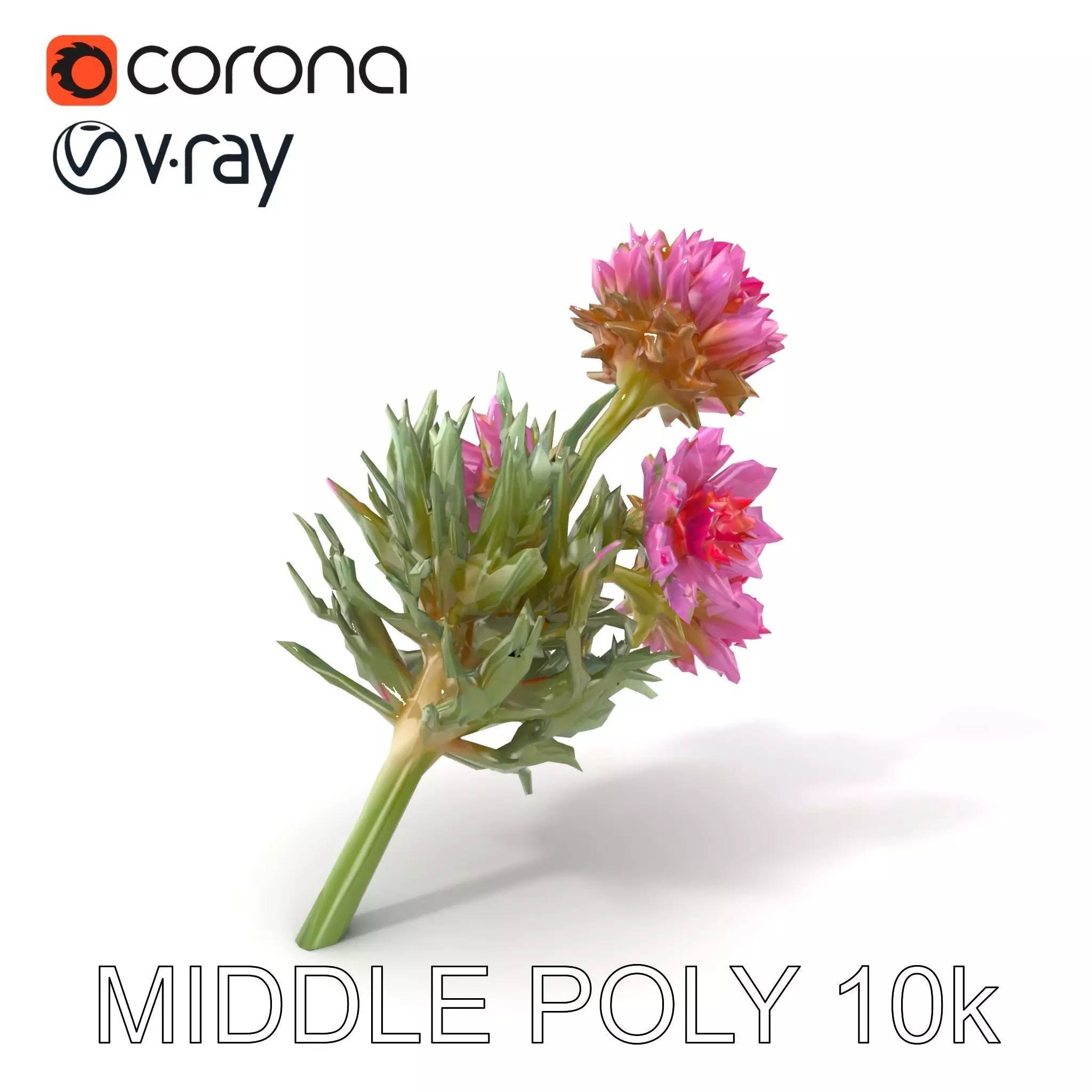 Cirsium Arvense Flower Model Pack with Spiny Leaves Low-poly 3D model_0