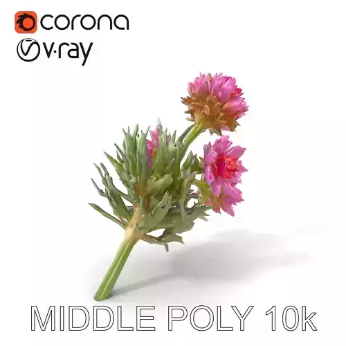 Cirsium Arvense Flower Model Pack with Spiny Leaves Low-poly 3D model