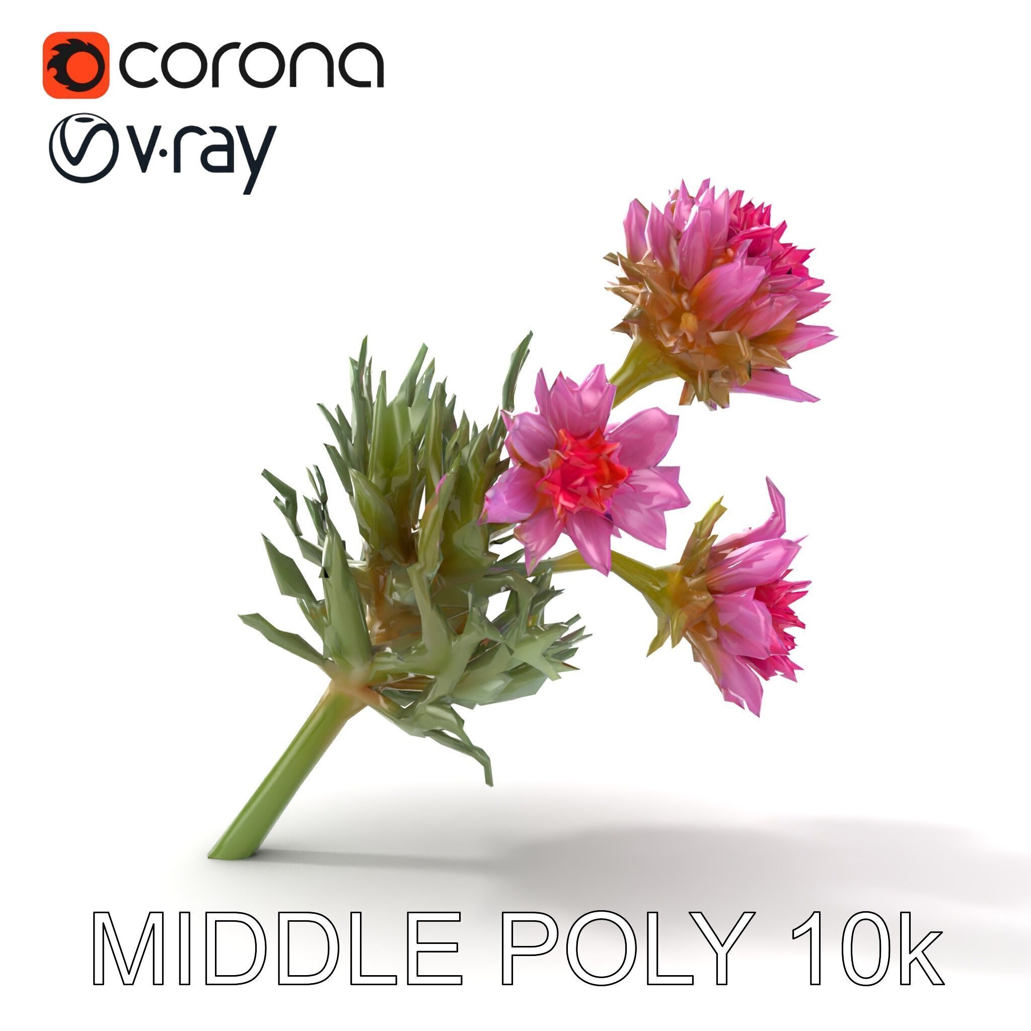 Cirsium Arvense Flower Model Pack with Spiny Leaves Low-poly 3D model_18