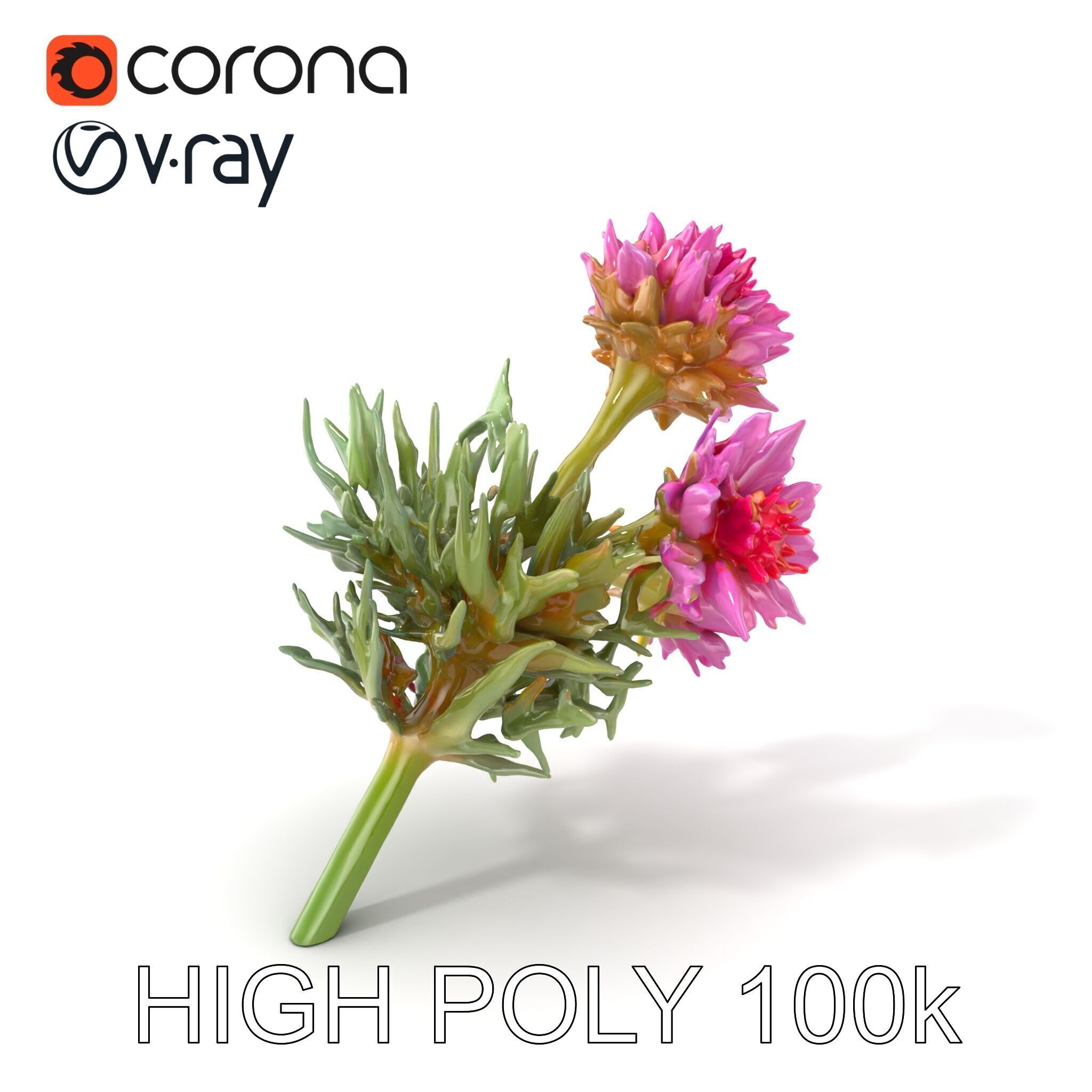 Cirsium Arvense Flower Model Pack with Spiny Leaves Low-poly 3D model_2