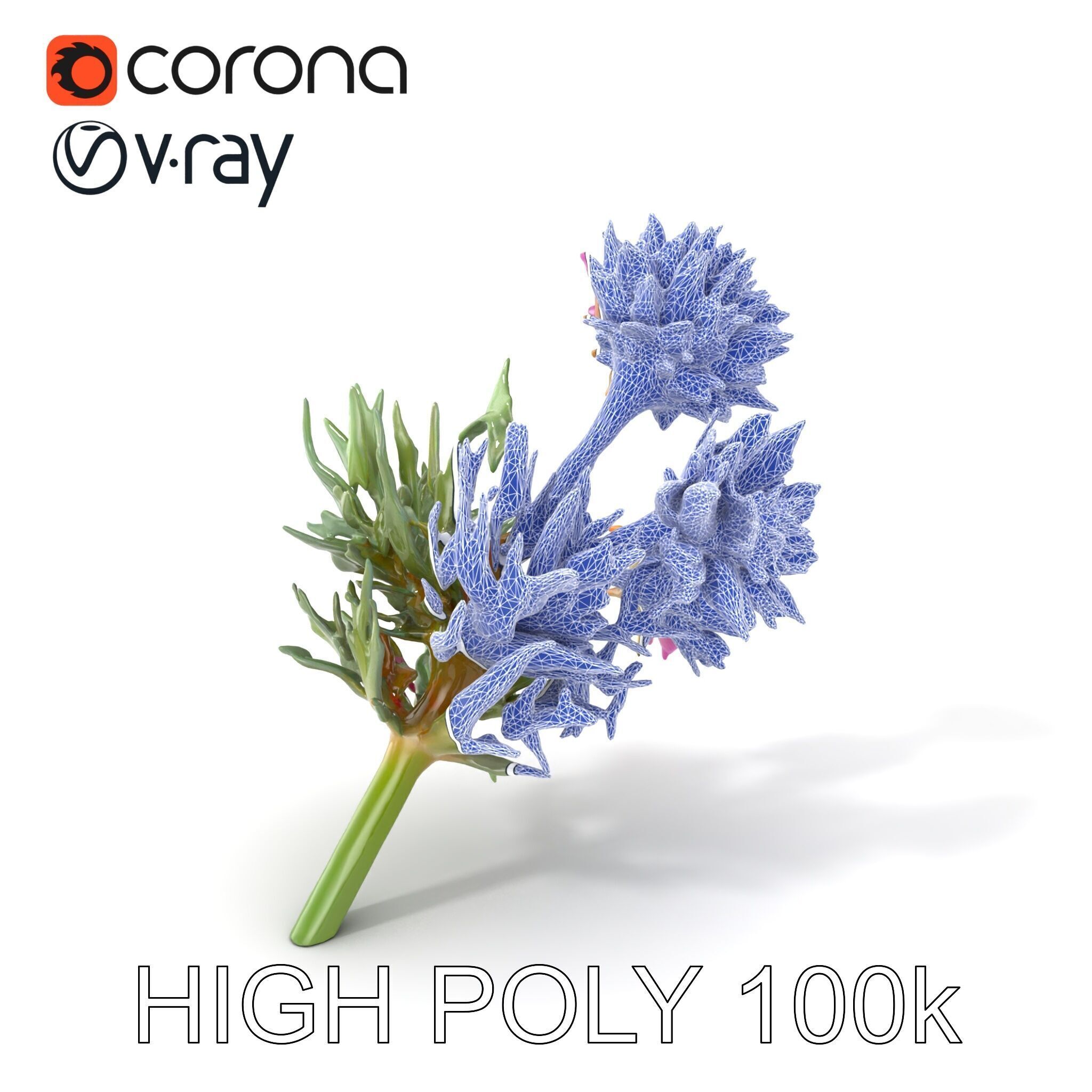 Cirsium Arvense Flower Model Pack with Spiny Leaves Low-poly 3D model_10