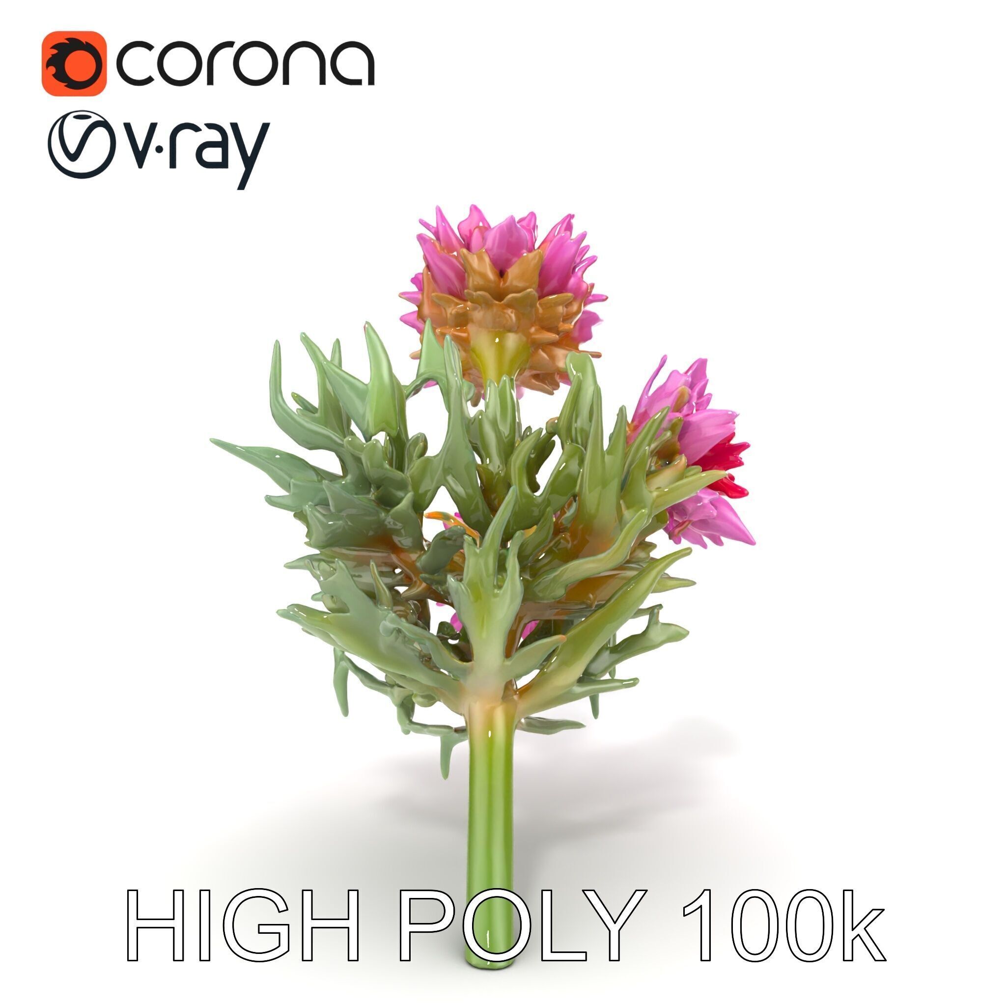 Cirsium Arvense Flower Model Pack with Spiny Leaves Low-poly 3D model_21