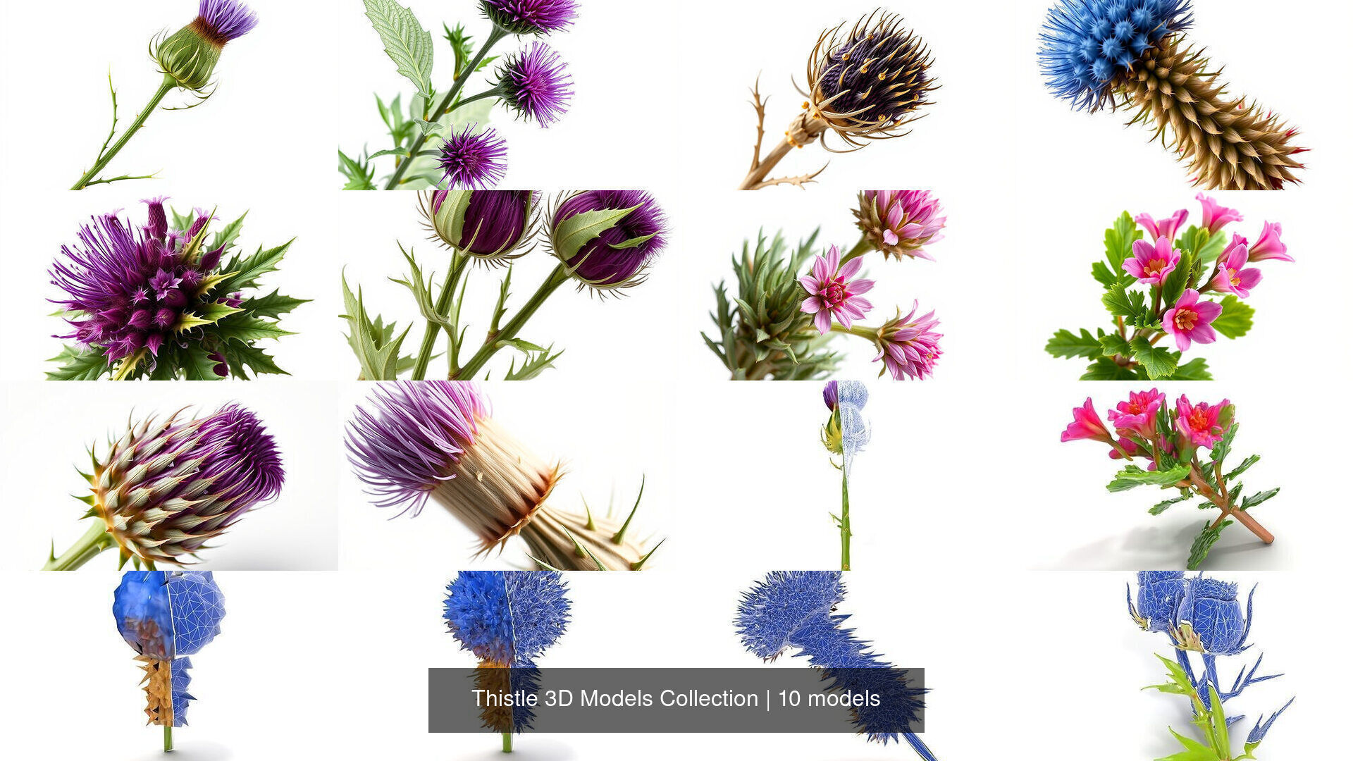 Thistle 3D Models Collection _13