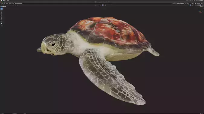 Chelonia mydas - Green sea turtle