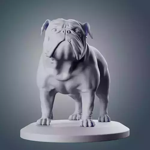 English Bulldog