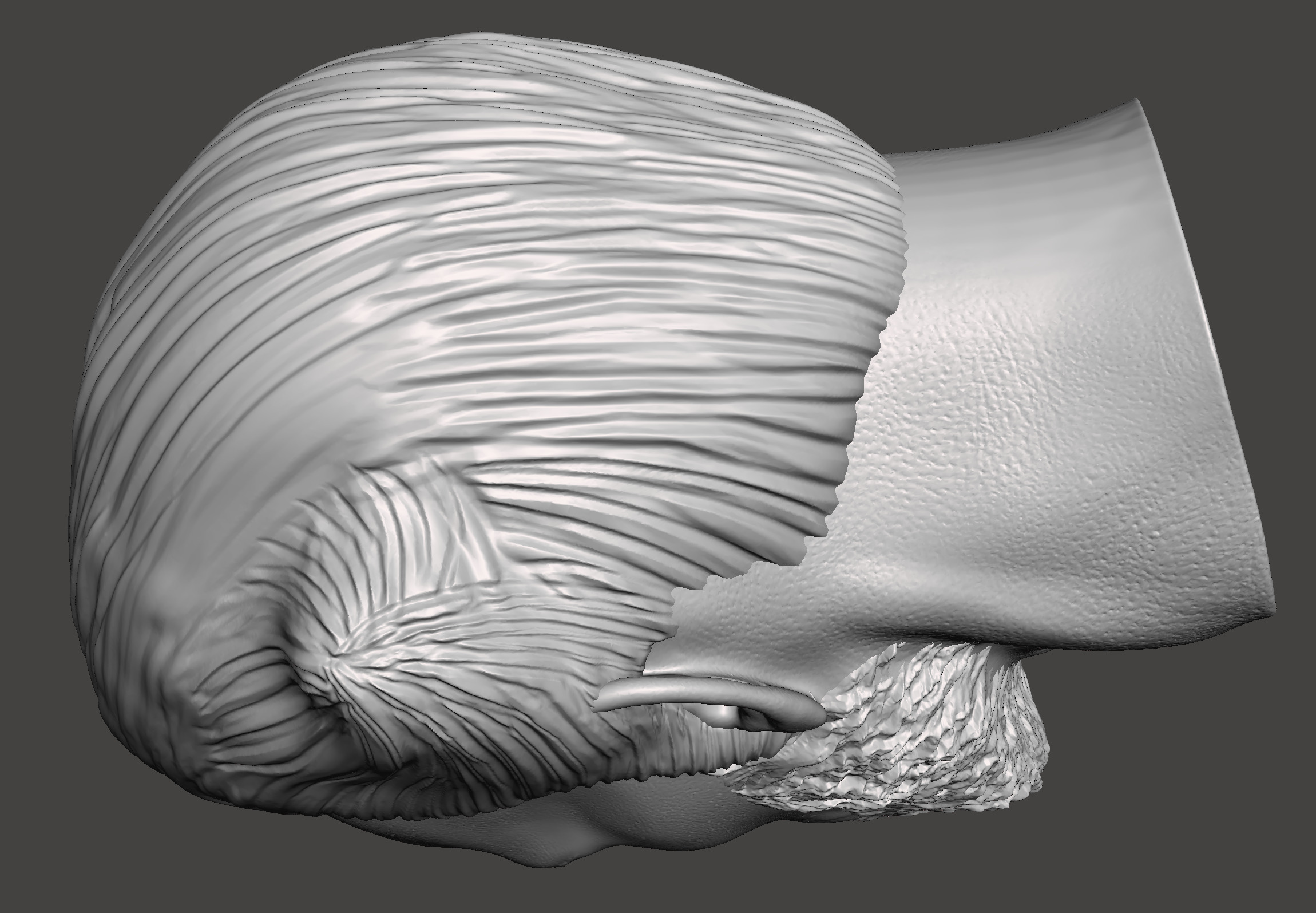 Cavillrine 3d STL Model for printing 3D print model_3