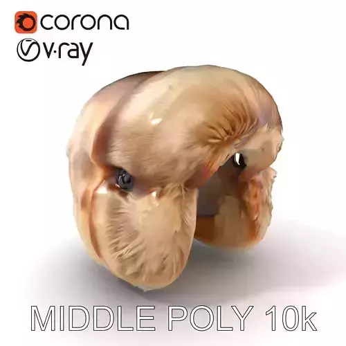 Inuit Fur Hat Natural Texture Model Pack