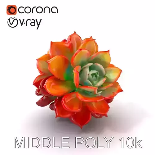 Rainbow Echeveria Succulent Model Pack