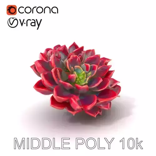 Lola Echeveria Succulent Plant model pack