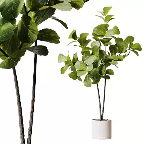 Indoor Plant 25 Low-poly 3D model