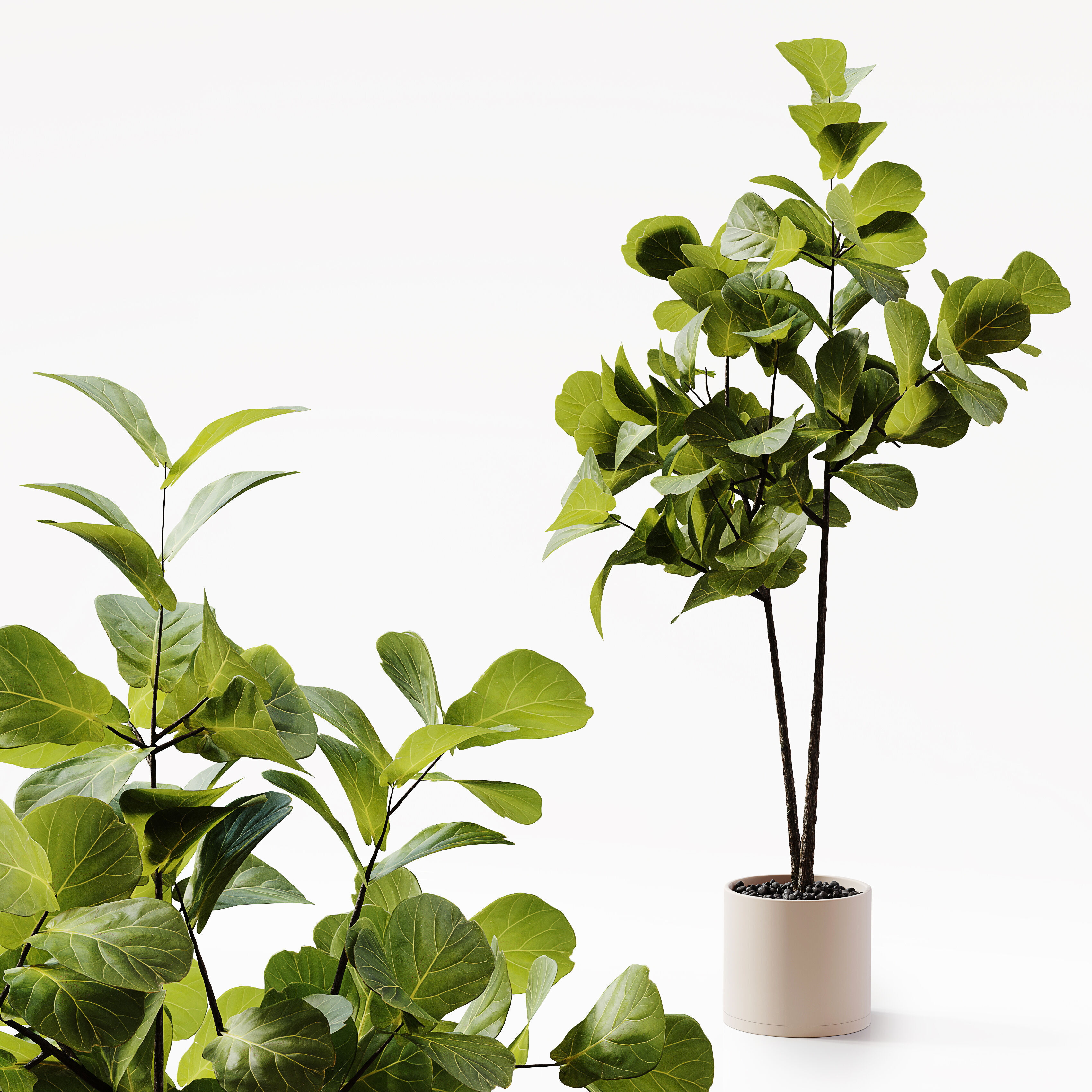 Indoor Plant 25 Low-poly 3D model_1
