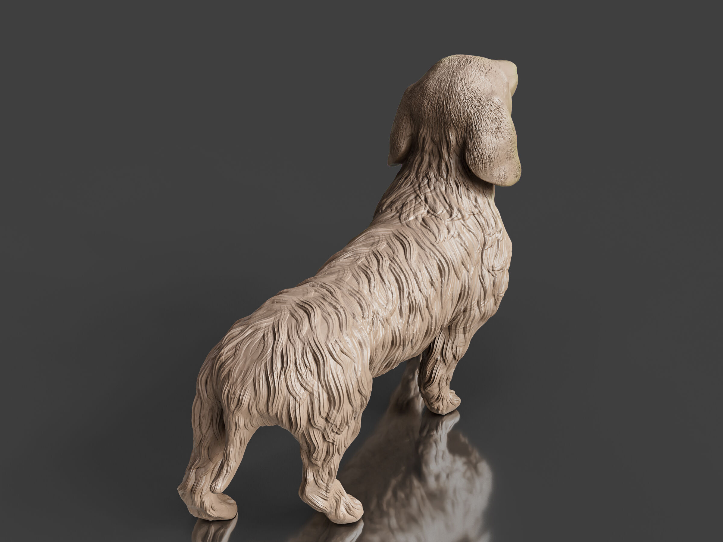 Realistic Long Haired Dachshund Dog 3D print model_3