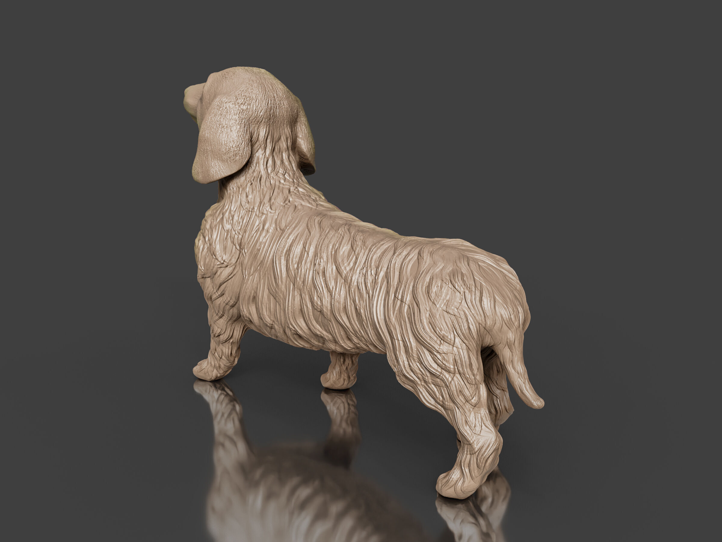 Realistic Long Haired Dachshund Dog 3D print model_4