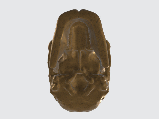 Bronze Skull Low-poly 3D model_5