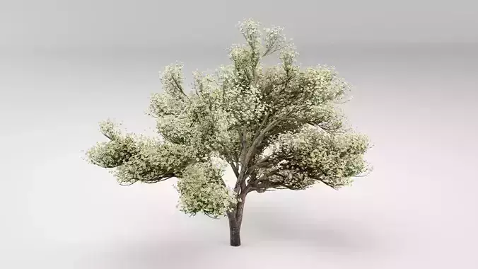 Flowering Apple Tree