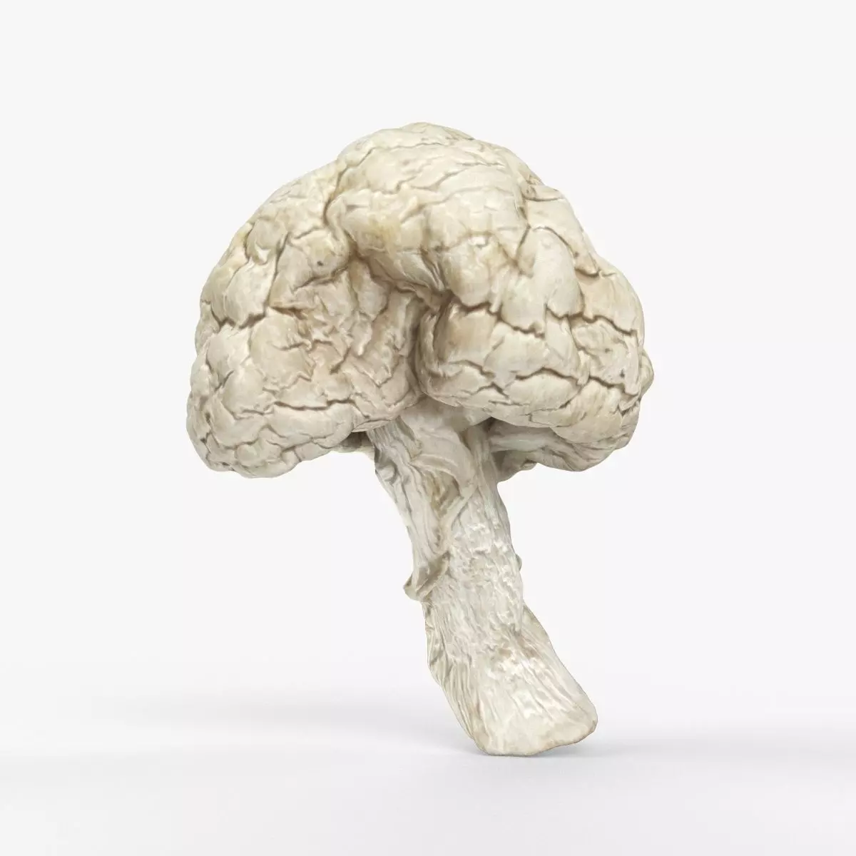 Photorealistic 3D scan of Dried spoiled Rotten mushroom Low-poly 3D model