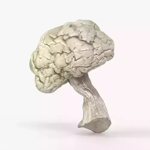 Photorealistic 3D scan of Dried spoiled Rotten mushroom
