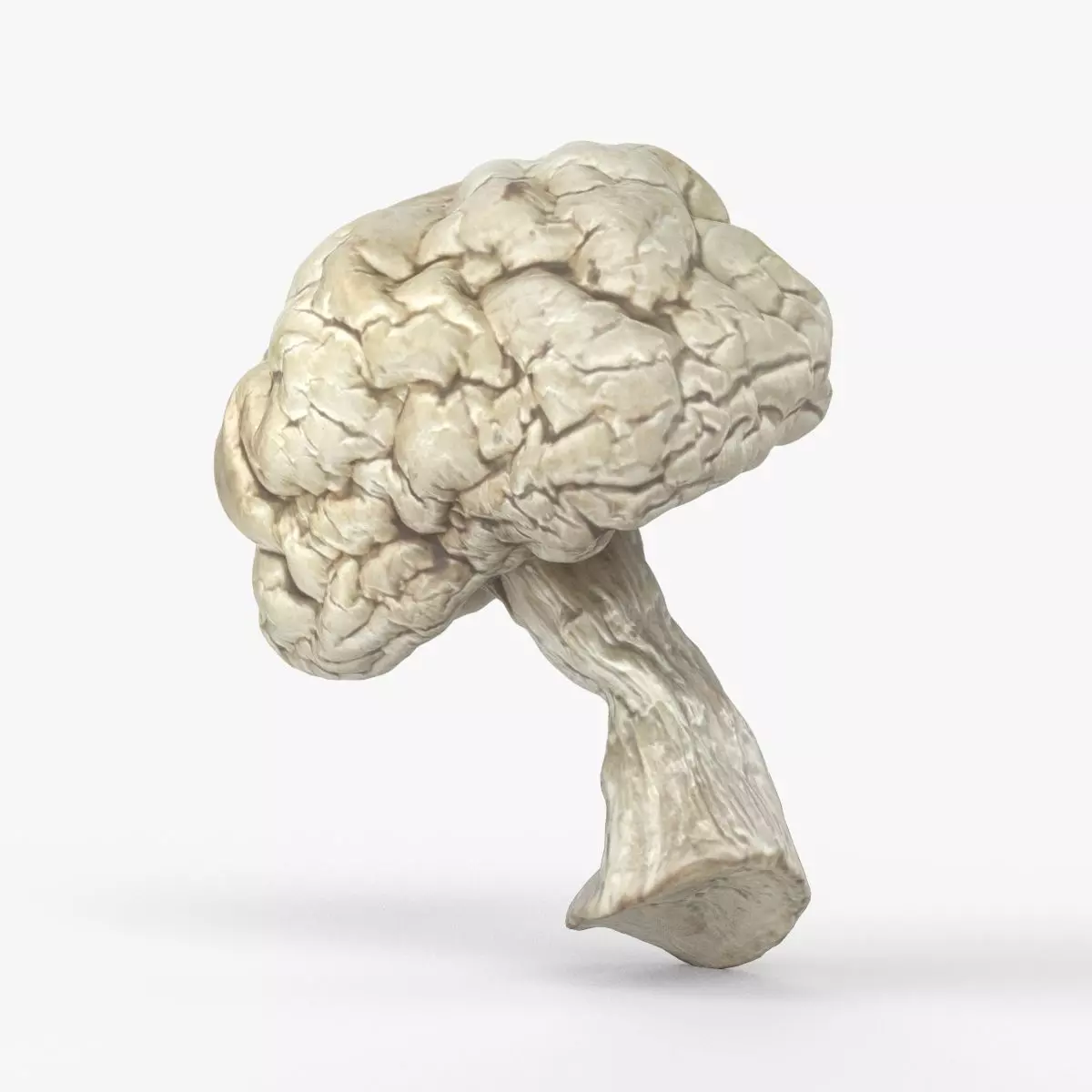 Photorealistic 3D scan of Dried spoiled Rotten mushroom Low-poly 3D model