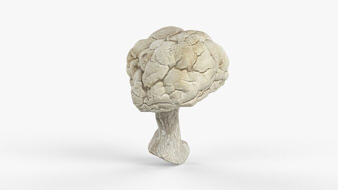 Photorealistic 3D scan of Dried spoiled Rotten mushroom Low-poly 3D model 7