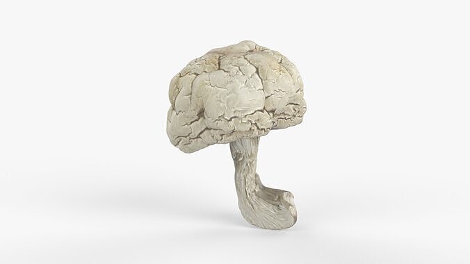 Photorealistic 3D scan of Dried spoiled Rotten mushroom Low-poly 3D model 3