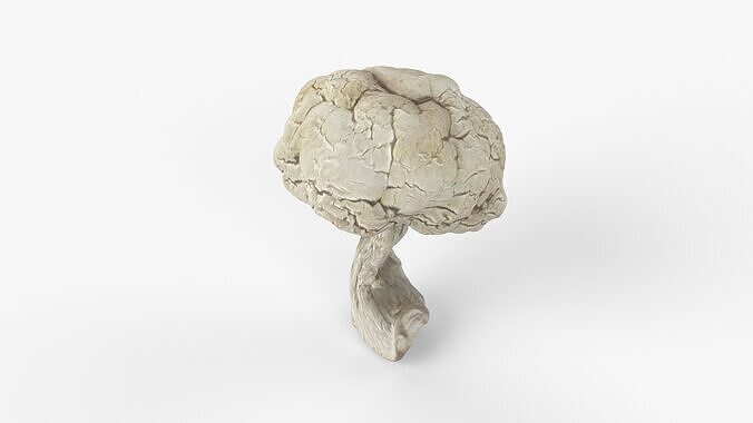 Photorealistic 3D scan of Dried spoiled Rotten mushroom Low-poly 3D model 2