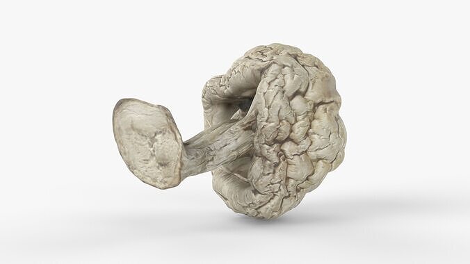 Photorealistic 3D scan of Dried spoiled Rotten mushroom Low-poly 3D model 6
