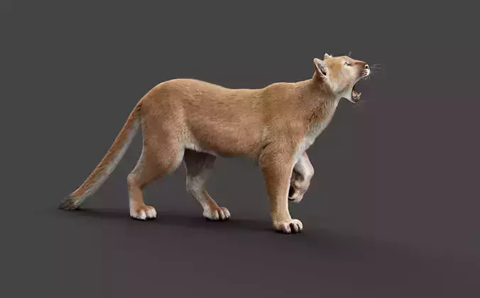 Puma animal
