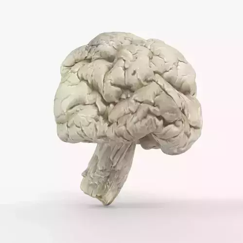 Photorealistic 3D scan of Dried spoiled Rotten mushroom