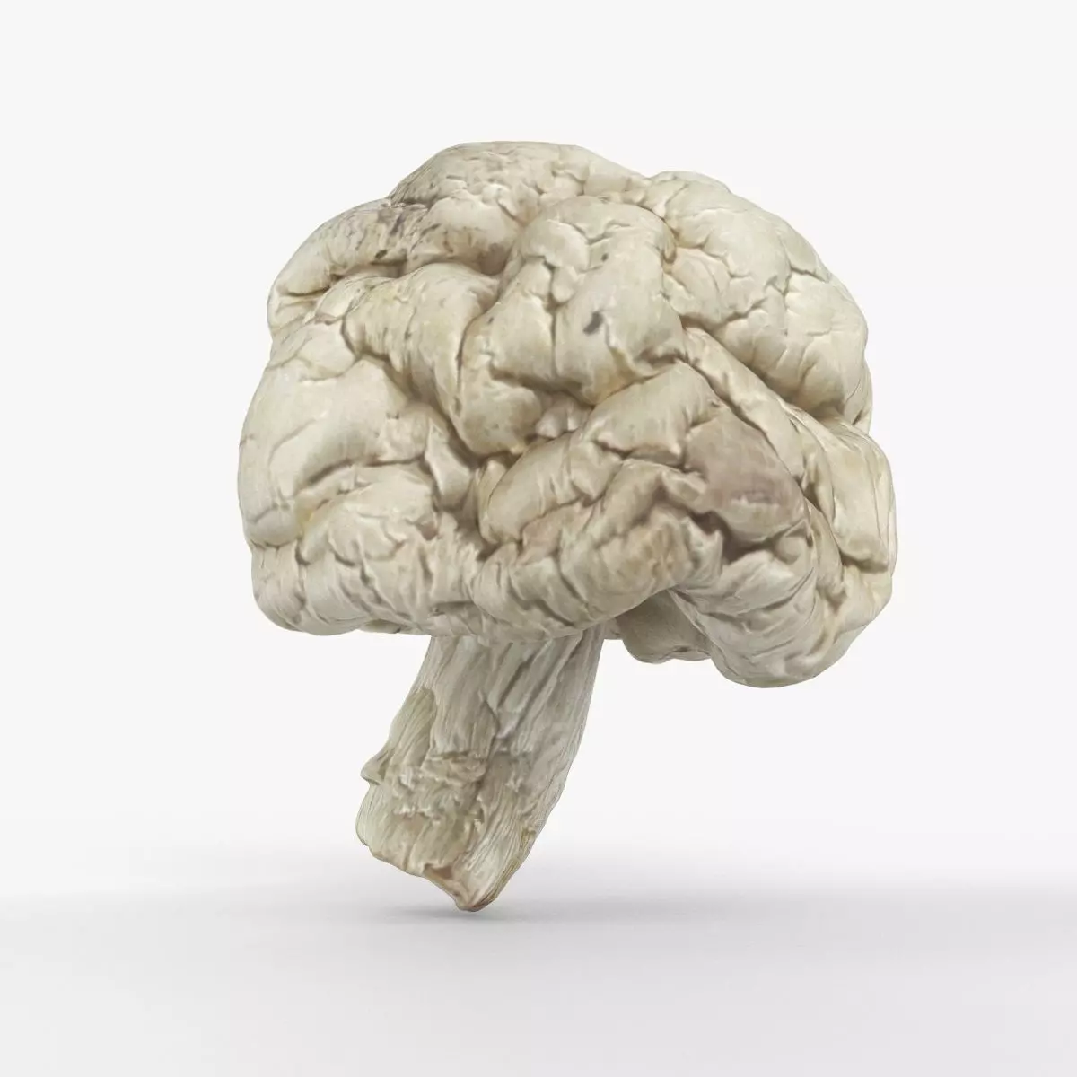 Photorealistic 3D scan of Dried spoiled Rotten mushroom Low-poly 3D model