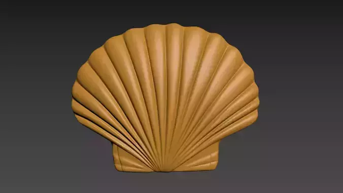 Seashell Shell Pearlshell