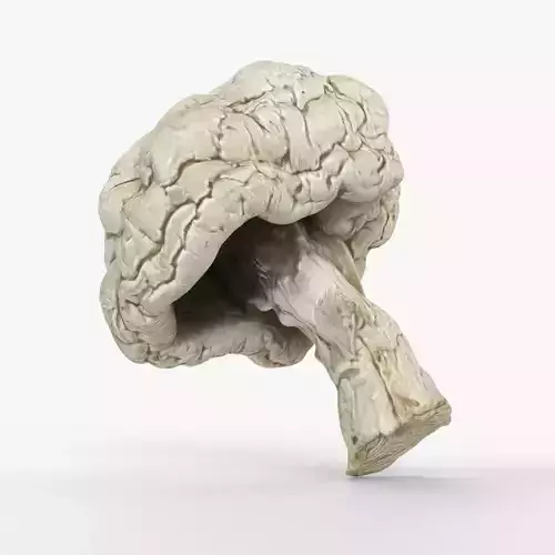 Photorealistic 3D scan of Dried spoiled Rotten mushroom Low-poly 3D model