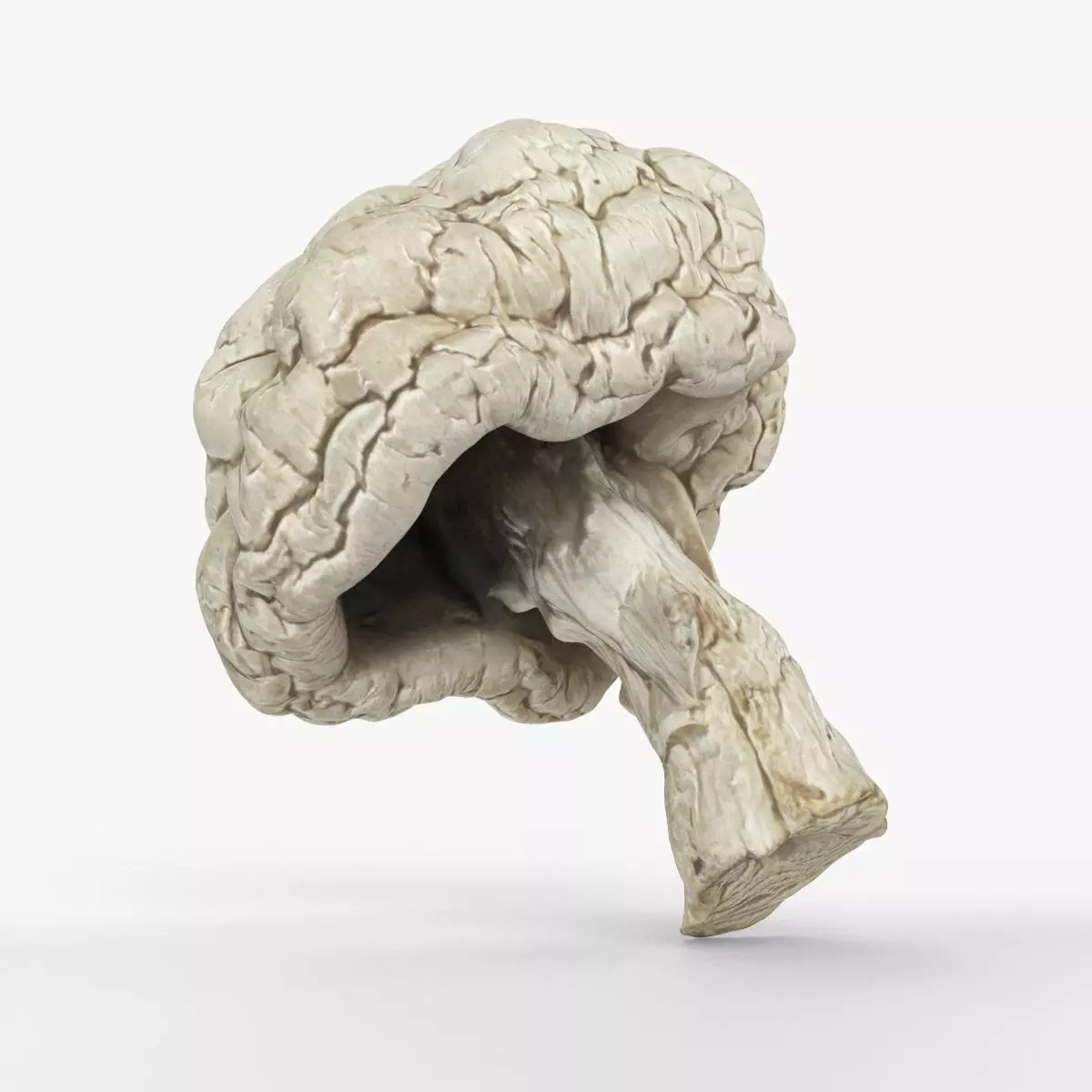 Photorealistic 3D scan of Dried spoiled Rotten mushroom Low-poly 3D model