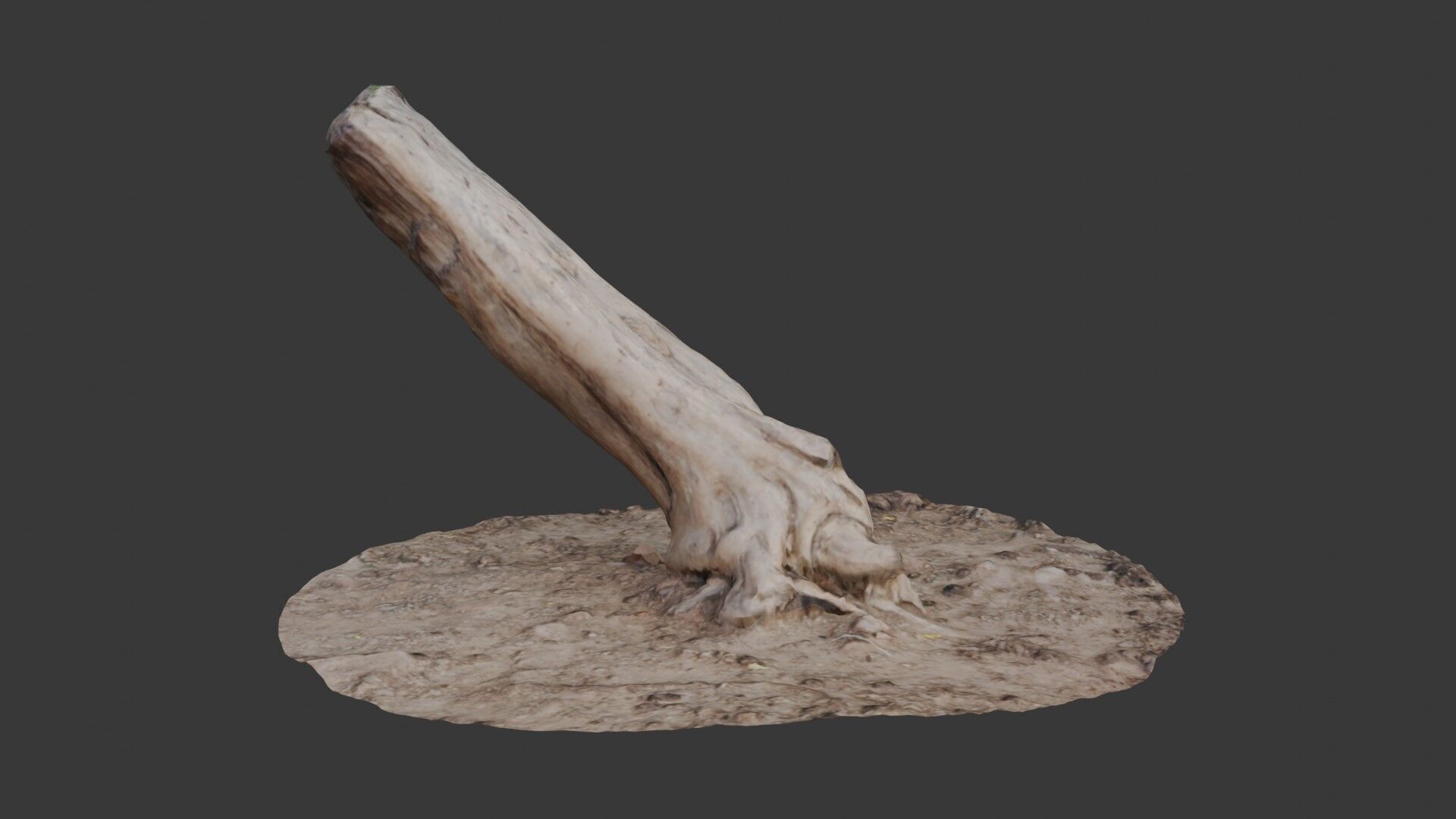 Leaning Tree Trunk Scan Low-poly 3D model_1